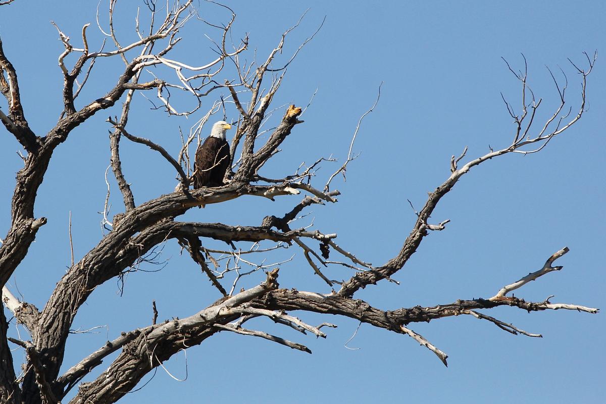 A bald eagle views its surroundings from its perch in Norwood, Colo., just outside of Telluride, Colo. (Courtesy of Eric Hynes)