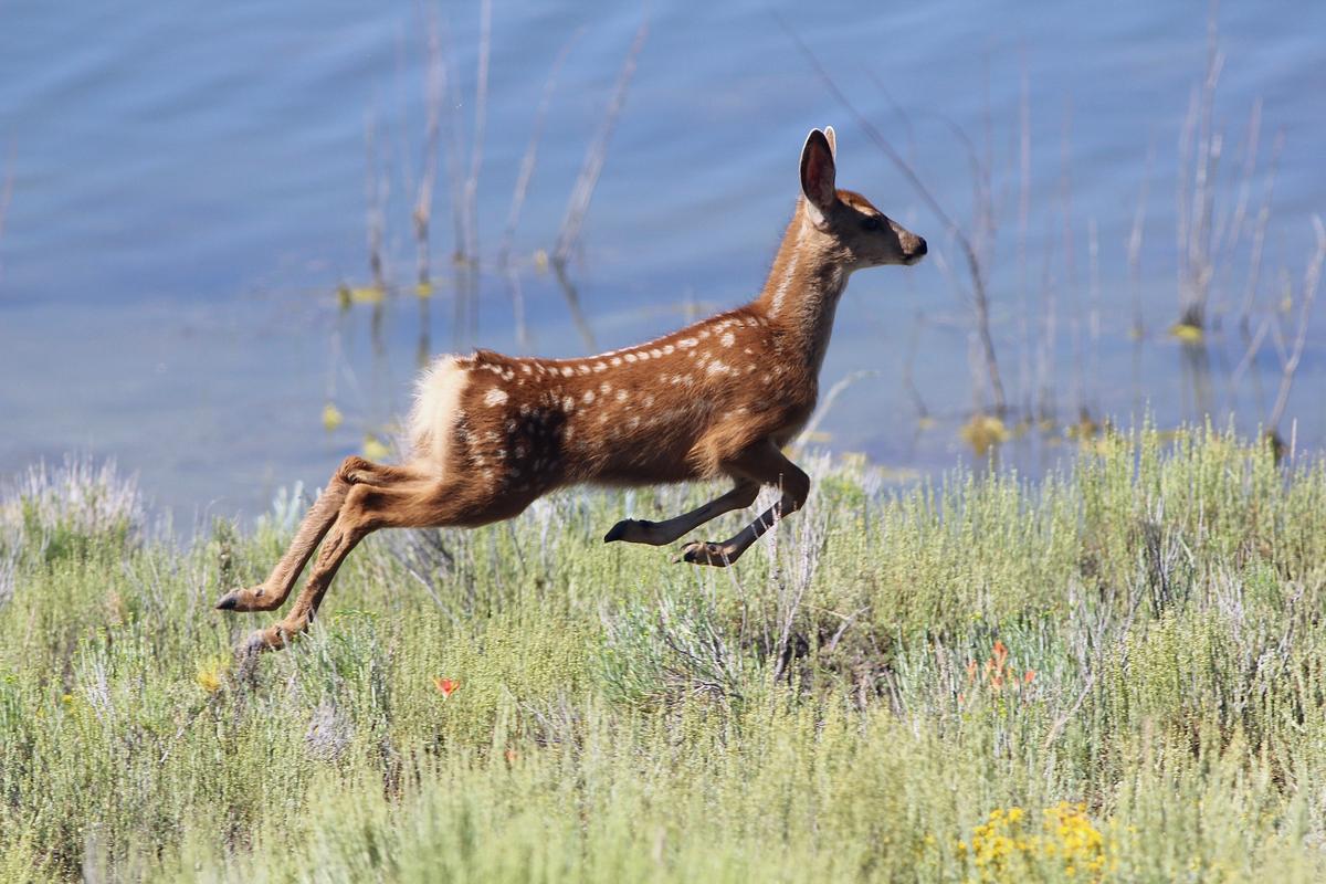 This is not a bird, but we had the good luck of catching a young deer leaping through the air (the technical term is "pronking"). It is just behind its mother. (Courtesy of Eric Hynes)