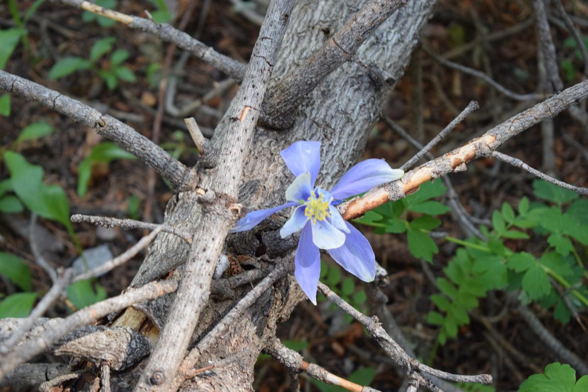 The state's flower, columbine. (Channaly Philipp/The Epoch Times)
