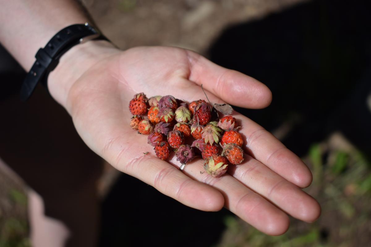 A bonus while foraging for mushrooms: finding wild strawberries. (Channaly Philipp/The Epoch Times)