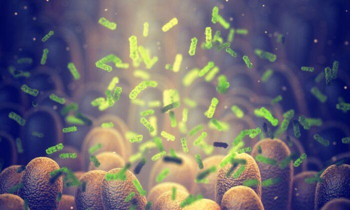 Sorry Darwin, but Bacteria Don't Compete to Survive