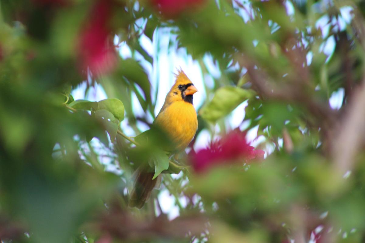 Photograph of the rare yellow cardinal in Port St. Lucie, Florida, on Oct. 13. 2019. (Tracy Workman)