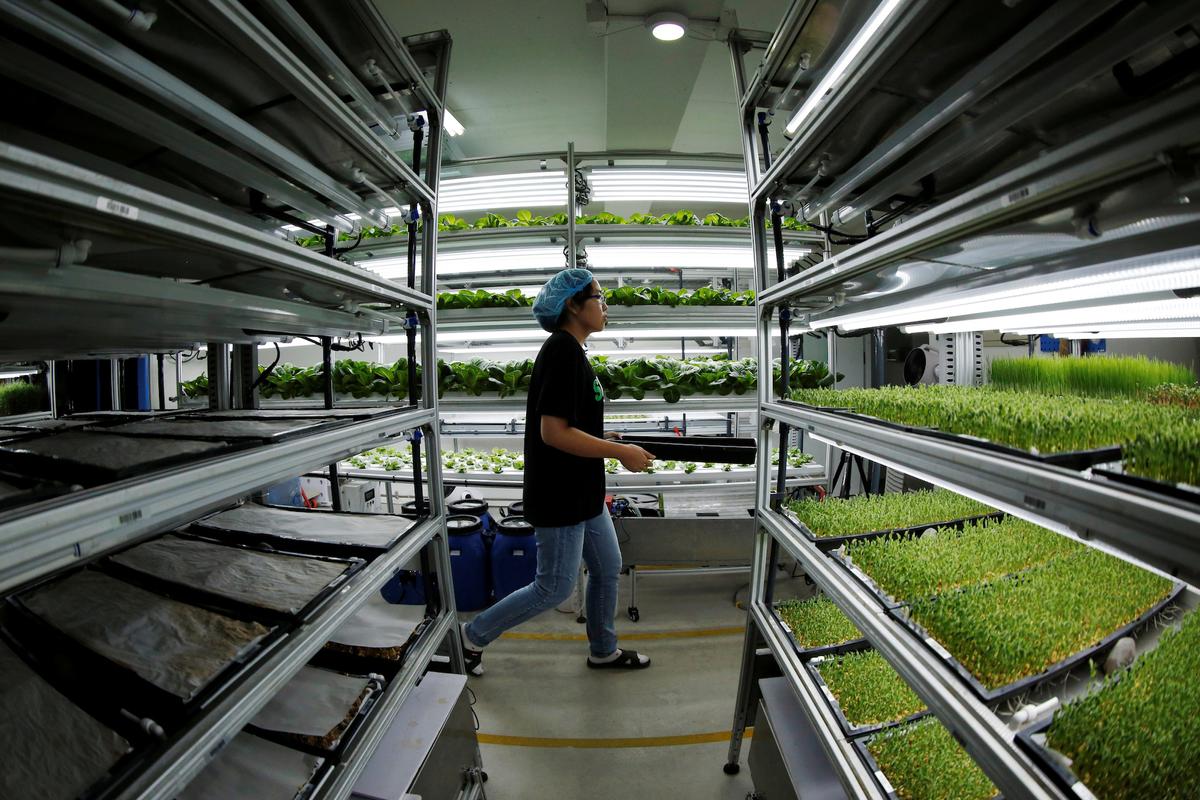A staff member walks to harvest microgreens at an indoor hydroponic vegetable farming facility of Alesca Life in Beijing, China on Aug. 12, 2019. (Florence Lo/Reuters)