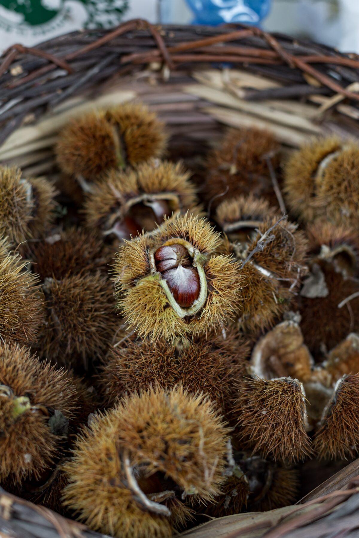 Harvested chestnuts, still encased in their protective burrs. (Giulia Scarpaleggia and Tommaso Galli)