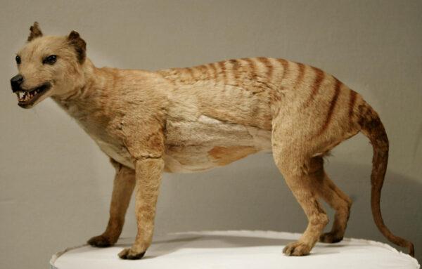 A Tasmanian tiger (Thylacine), which was declared extinct in 1936, is displayed at the Australian Museum in Sydney, on May 25, 2002. (Torsten Blackwood/AFP via Getty Images)