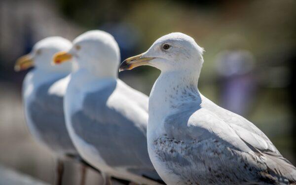 A herring gull stands on a railing on the beach in Lyme Regis on May 25, 2017. (Matt Cardy/Getty Images)