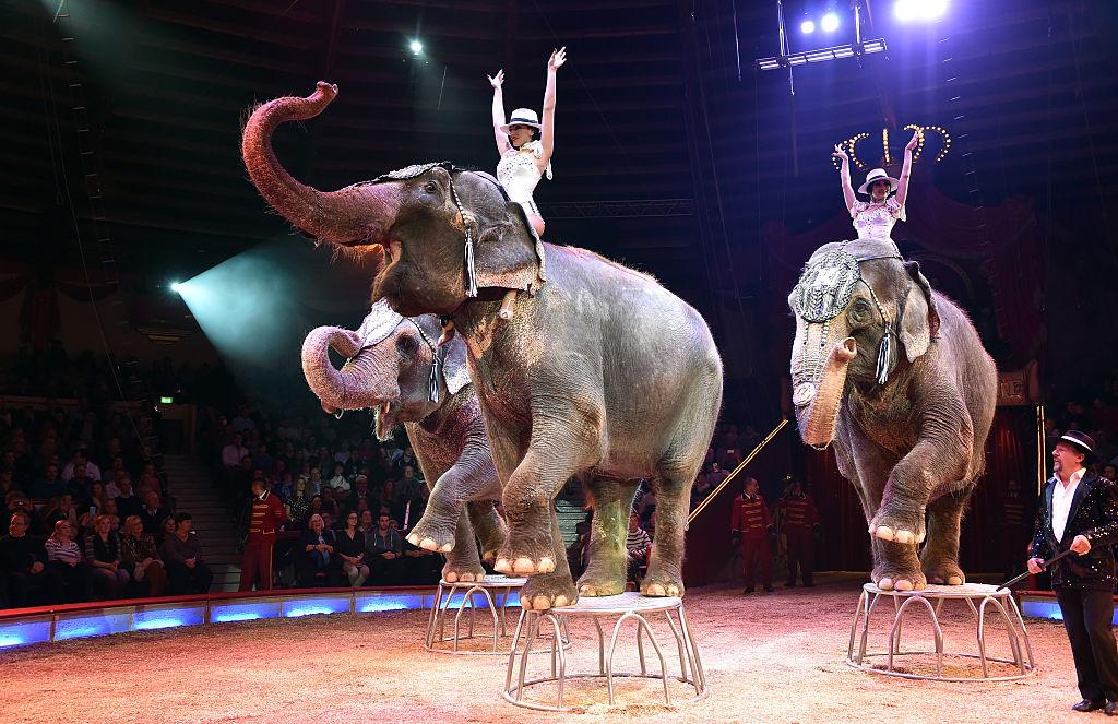 The elephant show of James Puydebois during the premiere of "Tierisch gut" at Circus Krone on Dec. 25, 2016, in Munich, Germany. (©Getty Images | <a href="https://www.gettyimages.com.au/detail/news-photo/the-elephant-show-of-james-puydebois-during-the-premiere-of-news-photo/630525056">Hannes Magerstaedt</a>)