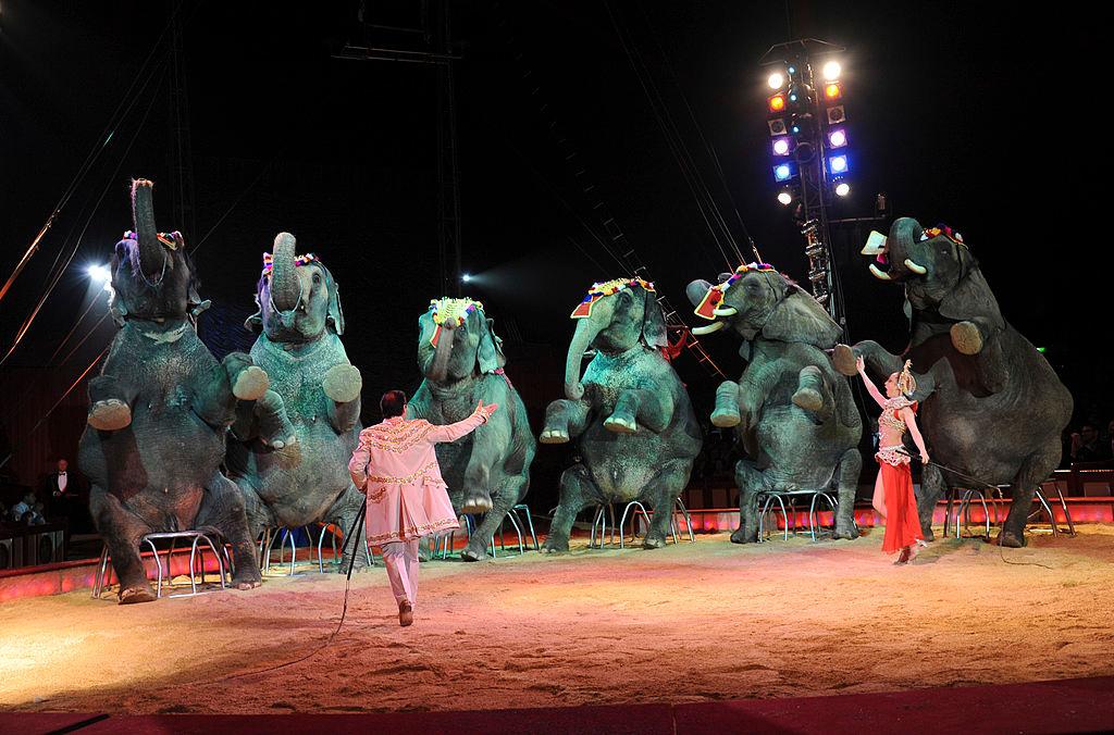 Jana Mandana and James Puydebois perform the elephants during the Circus Krone 'Celebration' Premiere on April 7, 2011, in Munich, Germany. (©Getty Images | <a href="https://www.gettyimages.com.au/detail/news-photo/jana-mandana-and-james-puydebois-perform-the-elephants-news-photo/111865237">Hannes Magerstaedt</a>)