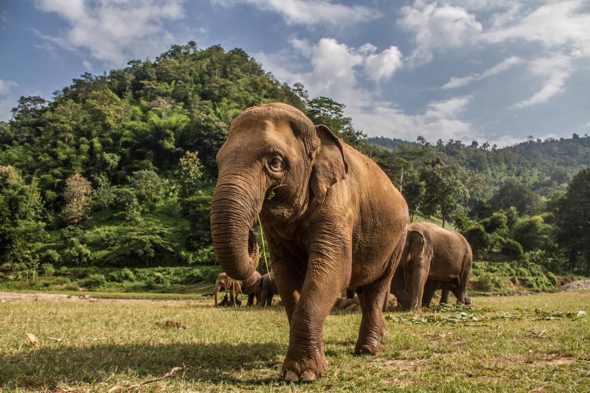Illustration - Shutterstock | <a href="https://www.shutterstock.com/image-photo/elephants-chiang-mais-elephant-nature-park-1006144666">Oriol Querol</a>