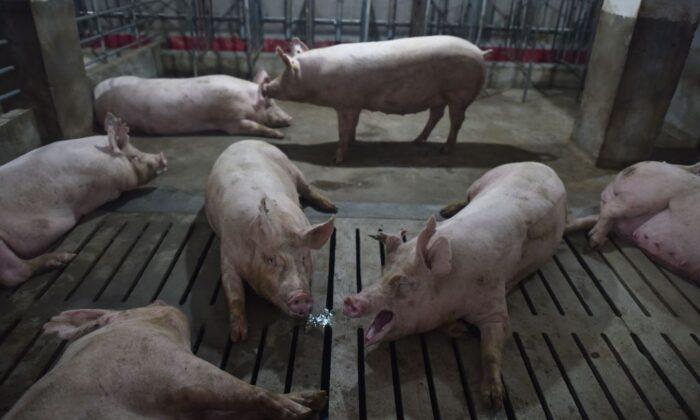 Japan Authorities Warn That African Swine Fever May Enter Its Border