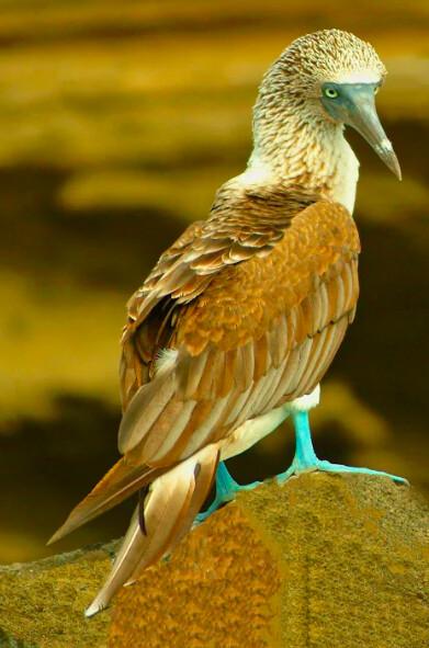 The blue-footed booby is proud of his feet. The male shows off his feet to prospective mates in a ritual in which he struts about stepping his feet high up. (Fred J. Eckert)