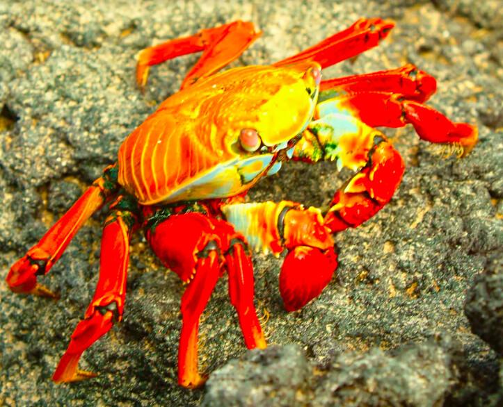 The brightly colored coastal scavengers known as Sally Lightfoot crabs are plentiful on each of the Galapagos Islands. Legend has it that it was named named after a Caribbean dancer because of its agility in jumping from rock to rock, running in four directions and ability to climb up vertical slopes. (Fred J. Eckert)