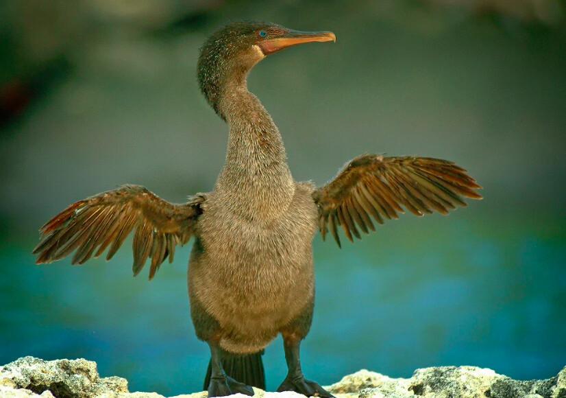 The flightless cormorant, also known as Galapagos cormorant, is found only on the Galapagos Islands of Isabella and Fernandina, and is the only one of the 29 species of cormorants that has lost its ability to fly. They have stunted wings that are only one-third the wingspan needed to fly. (Fred J. Eckert)