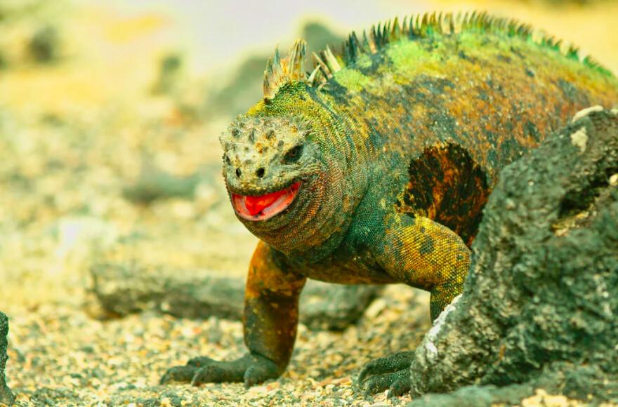 They’re not pretty, but this species known as the Galapagos marine iguana is the only modern lizard able to forage in the sea. (Fred J. Eckert)