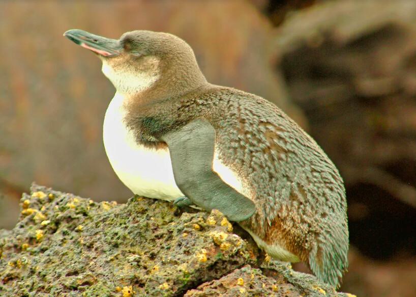 The only penguin found north of the equator—and, in fact, close to it, the Galapagos penguin is able to survive at this tropical latitude because of the cool waters of the Humboldt and Cromwell currents. (Fred J. Eckert)