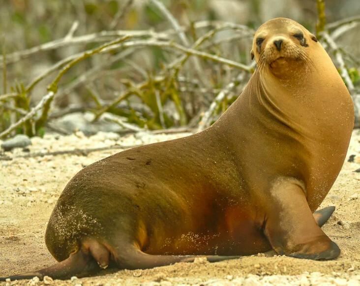 Similar in appearance to the Galapagos Sea Lion, but smaller with broader and shorter heads, the Galapagos fur seal has considerably larger front flippers they use to get to shoreline rocky spots where they prefer to hang out. (Fred J. Eckert)