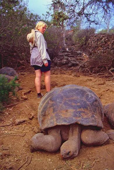 It's easy to see why they’re called giant Galapagos tortoises. (Fred J. Eckert)