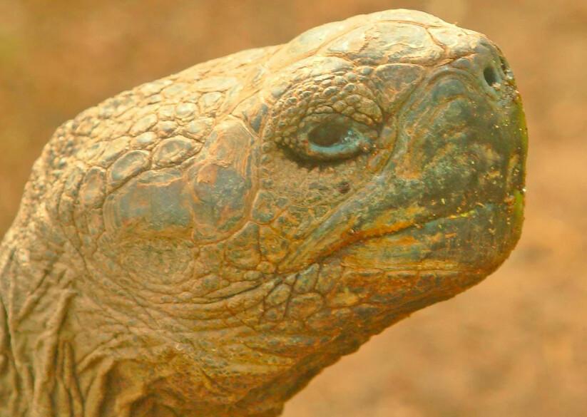 If you think the head of a Galapagos giant tortoise bears a striking resemblance to E.T. of the Steven Spielberg classic film, it’s because the face of that extra-terrestrial was modeled after the head of a Galapagos giant tortoise. (Fred J. Eckert)