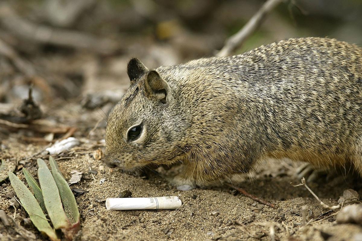 Squirrel Tests Positive for Bubonic Plague in Colorado: Officials