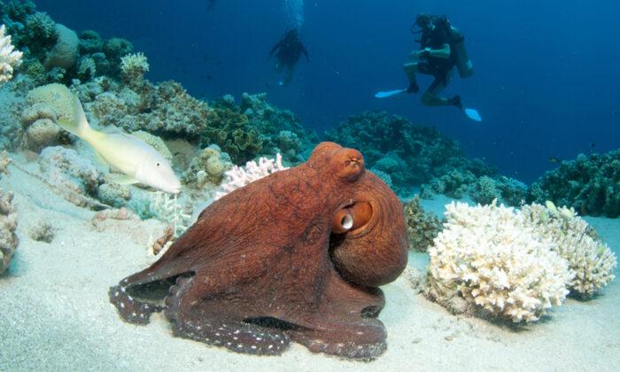 Video: Stealthy Octopus Leaps Out of Tidepool, Ambushes, Eats Crab, Amateur Footage Shows