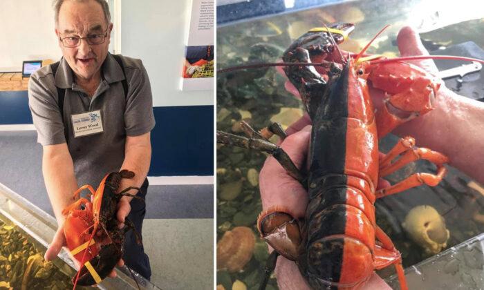 Incredibly Rare 1-in-50 Million Orange-and-Black Lobster Found in Maine