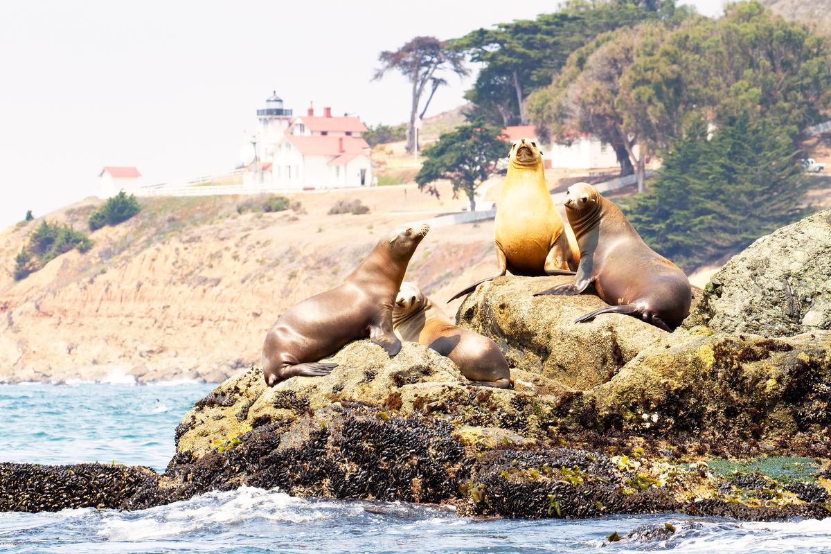 A gathering of sea lions in Avila Beach. (Courtesy of Vincent Shay Photography)