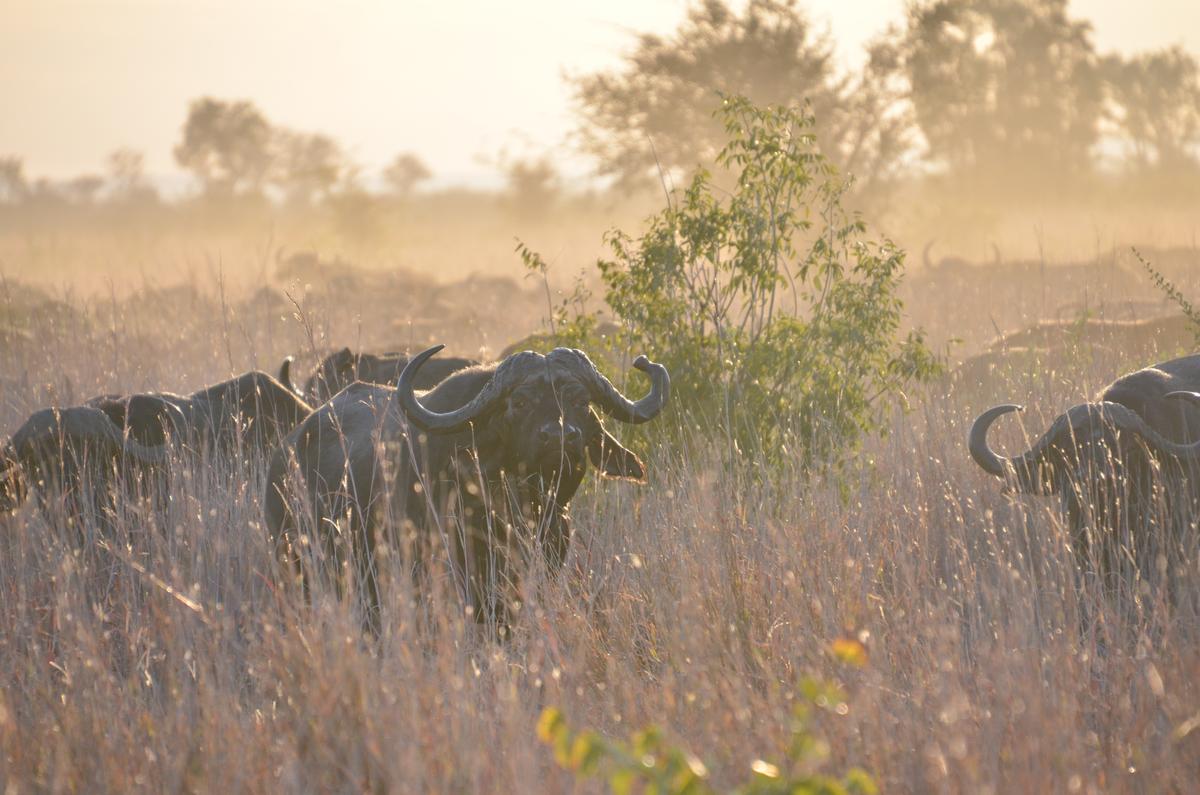 A large herd of Cape buffalo, one of the Big Five—along with the lion, leopard, elephant, rhinoceros. All of them can be spotted in Zimbabwe's Hwange National Park. (Courtesy of Kevin Revolinski)