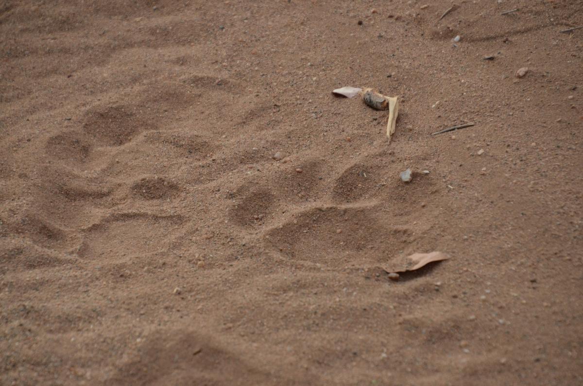 Lion tracks. (Courtesy of Kevin Revolinski)