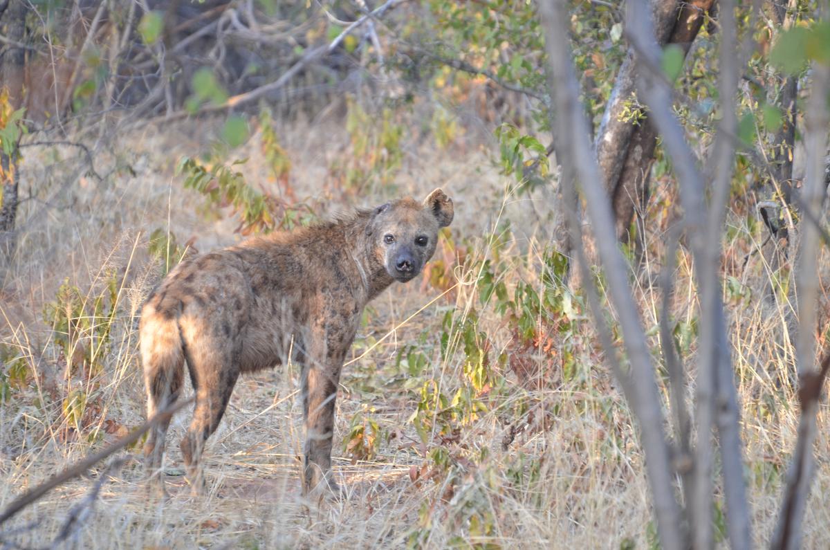 What tales of political intrigue could this hyena tell us? (Courtesy of Kevin Revolinski)