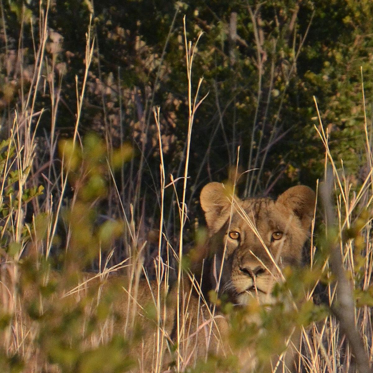 A lioness blends in with the surrounding grasses. (Courtesy of Kevin Revolinski)