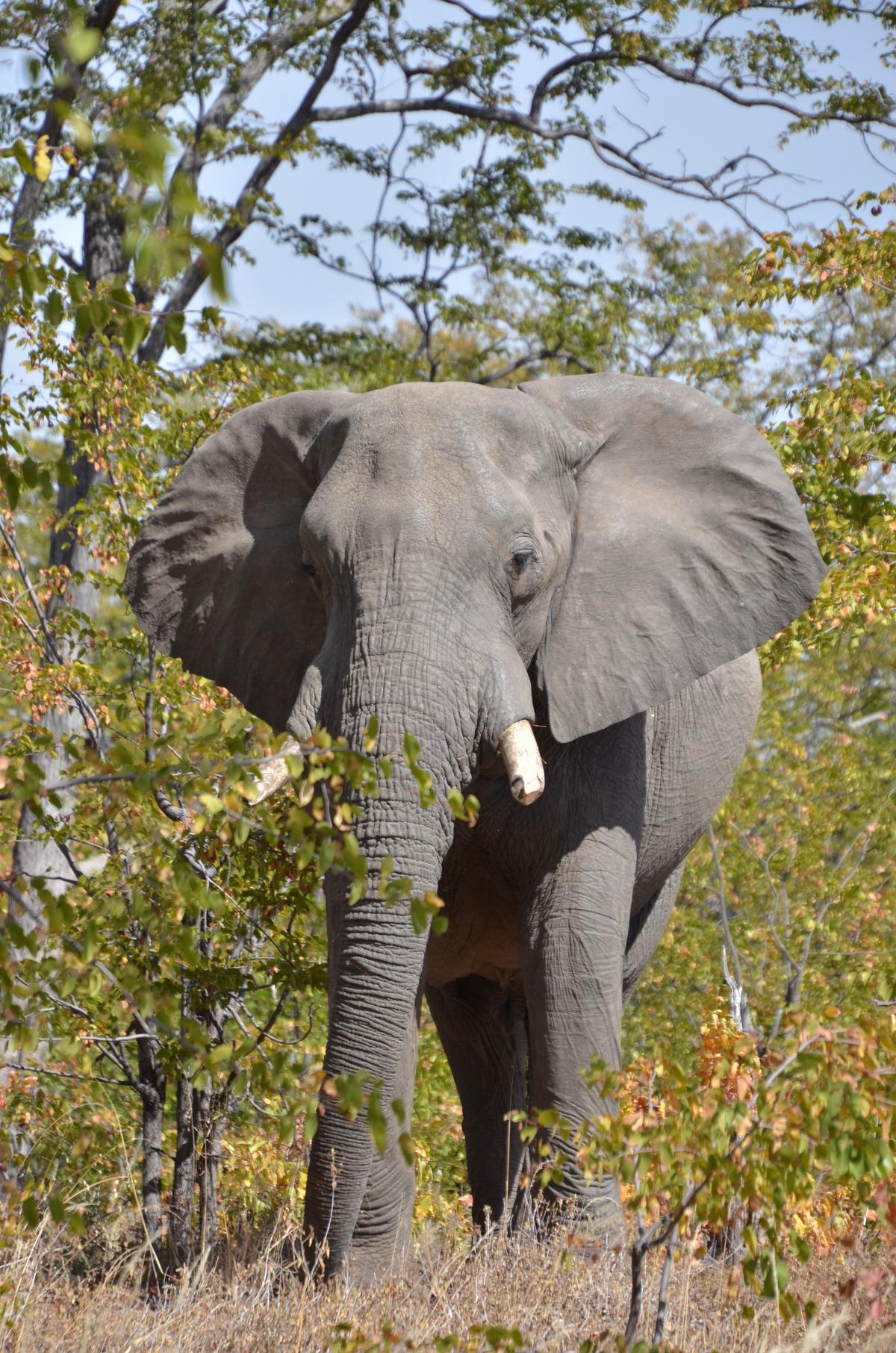 A close up of the elephant. (Courtesy of Kevin Revolinski)