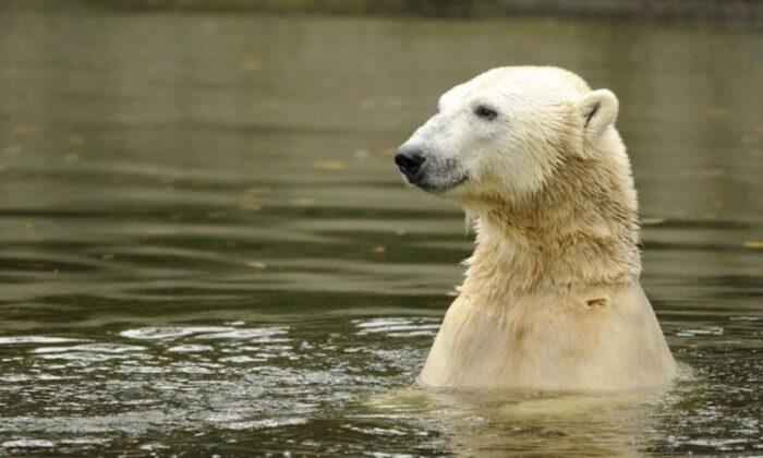 Canadian Polar Bear Population Thriving Despite Climate Change, Court Documents Claim