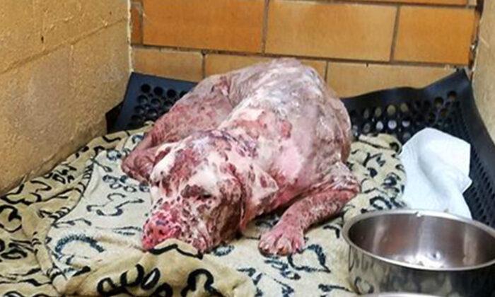 Owners Dump ‘Ugly’ Dog Stung by 1,000s Bees, Then a Lady Sees He Is No Ordinary Dog