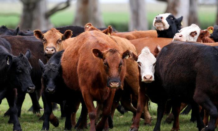Argentina Halts Beef Exports for 30 Days Over Heavy Demand From China