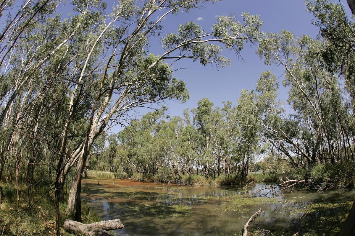 File photo showing the Murray-Darling Junction in Wentworth, Australia on Feb. 21, 2007. (Robert Cianflone/Getty Images)