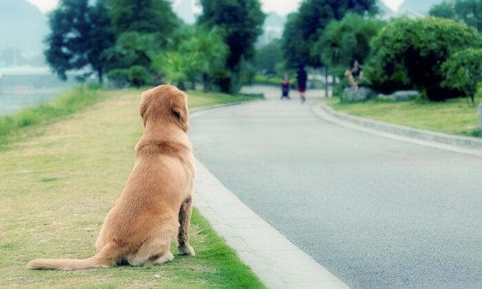 Dog Faithfully Waits by Side of the Road for 4 Years Before Owner Spots Him on Facebook