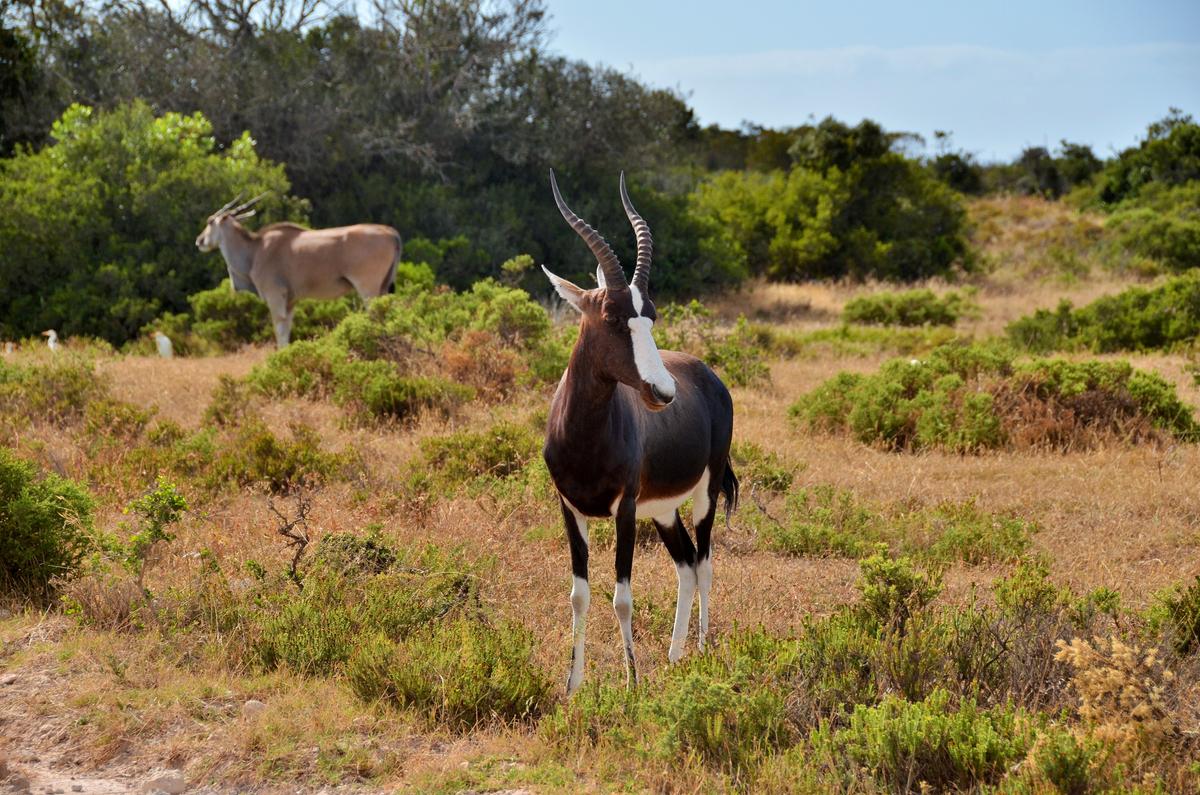 A bontebok, and an eland in the background. (De Hoop Collection)