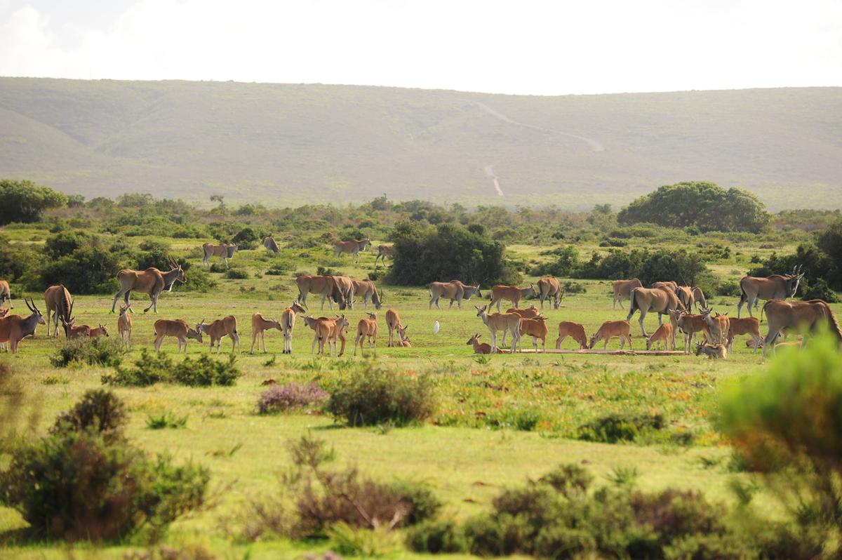 Wildlife Encounters at De Hoop Nature Reserve
