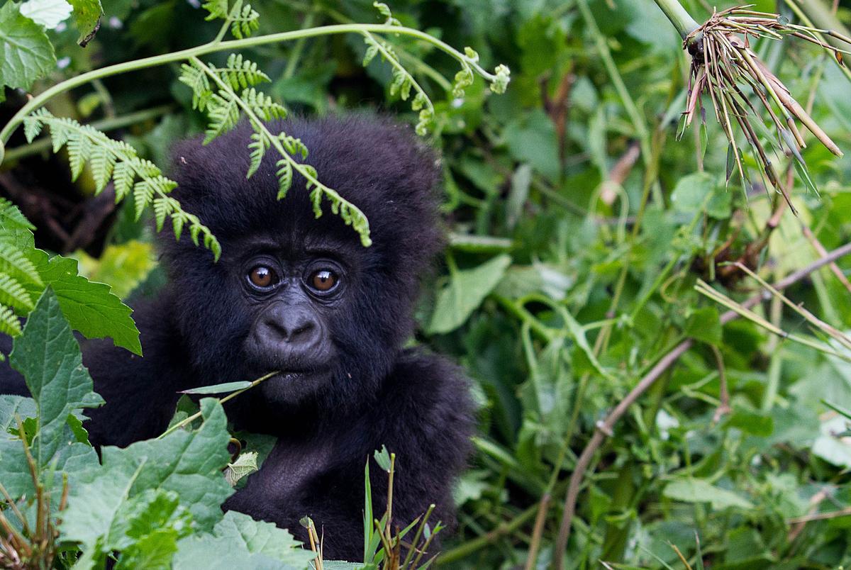 A baby mountain gorilla in the Sabyinyo Mountains of Rwanda. (Ivan Lieman/AFP via Getty Images)