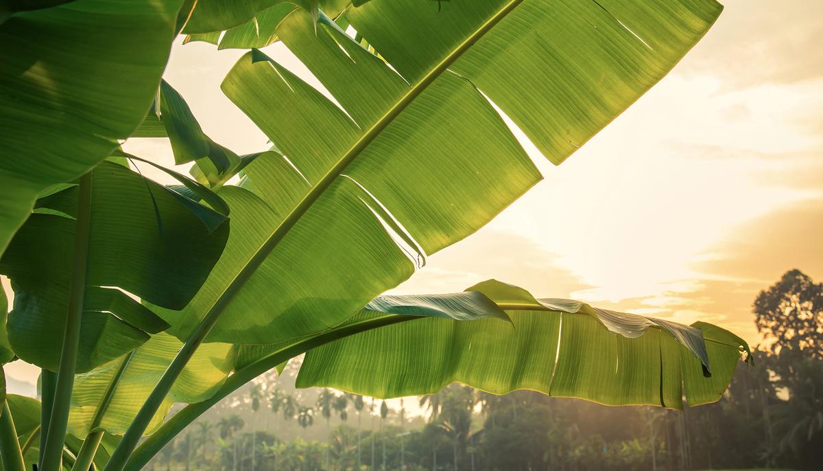 Peruvian Entrepreneurs Invent Plastic-free, Eco-friendly Plates Made From Banana Leaves