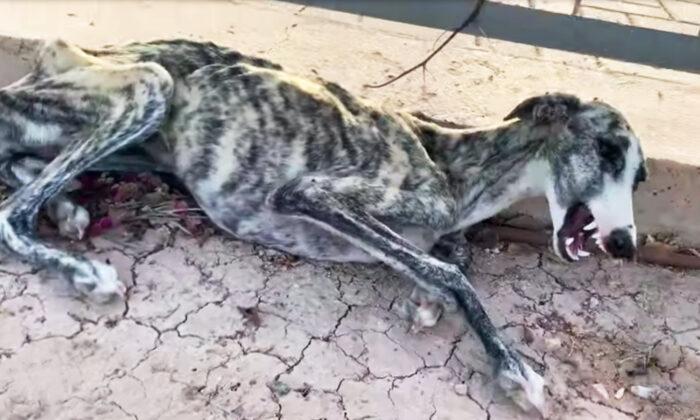 Abandoned, Starving Greyhound ‘Screams’ As Rescuer Approaches, but Watch Her Amazing Transformation!