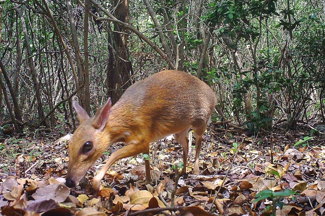 Tiny Deer-Like Animal Seen for First Time in 30 Years in Vietnam