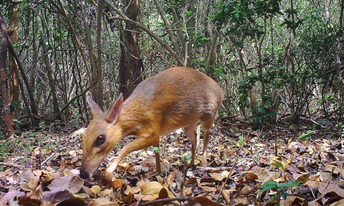 Tiny Deer-Like Animal Seen for First Time in 30 Years in Vietnam