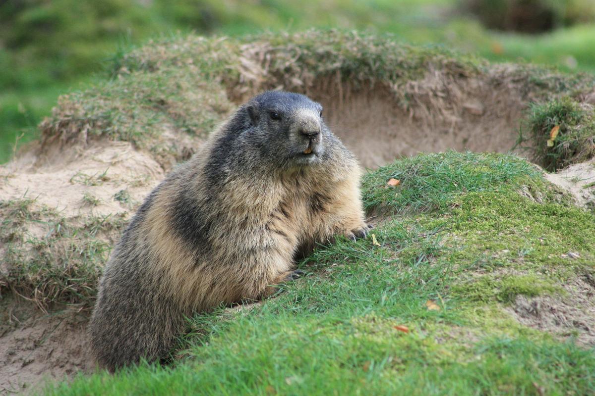 A marmot in a file photo. (Garoch/Pixabay)