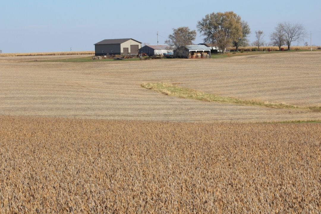 Chinese Importers Buy US Soybean Cargos Despite Congestion at Ports
