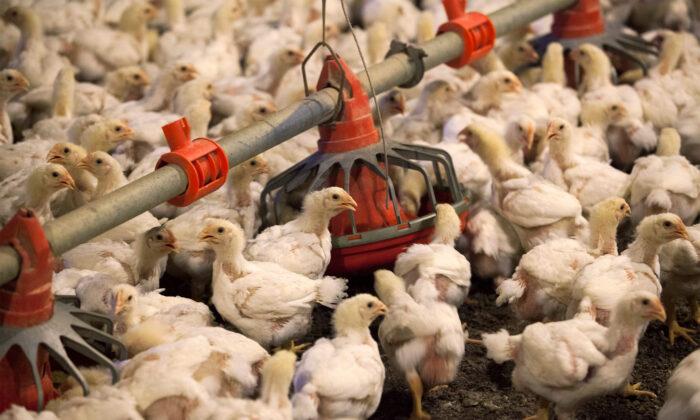 China Tariff Exemptions Boost US Poultry Shipments