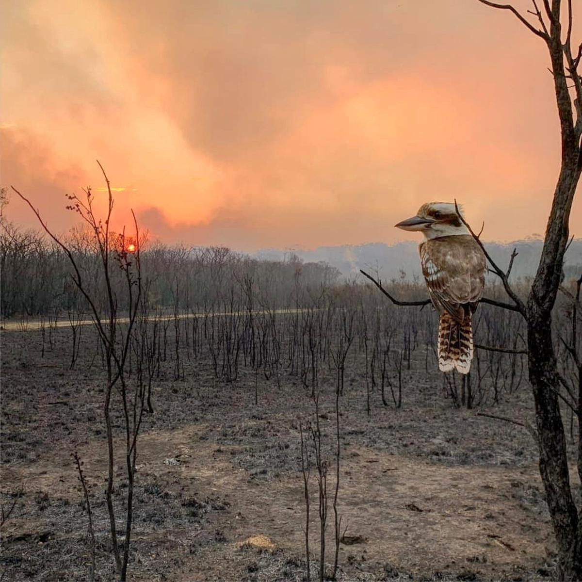 A kookaburra perches on a burnt tree in the aftermath of a bushfire in Wallabi Point, New South Wales, Australia, Nov. 12, 2019, in this image obtained from social media. (Courtesy of Adam Stevenson/Social Media via Reuters)