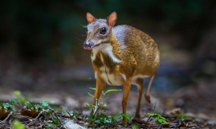 Impossibly Rare ‘Mouse-Deer’ Thought to Be Extinct Caught on Camera in Forests of Vietnam