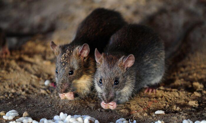 Chinese Man Reportedly Dies From Hantavirus, Experts Say People Shouldn’t Worry
