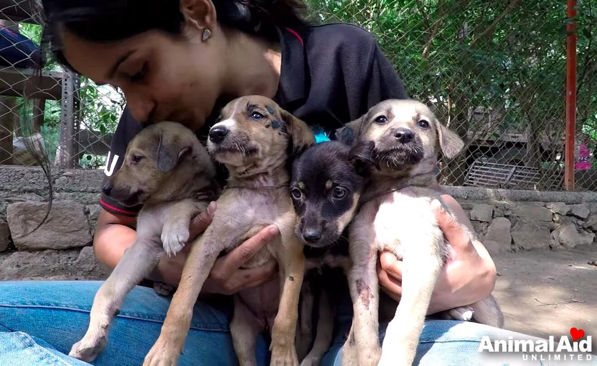 (Courtesy of <a href="https://www.youtube.com/watch?v=Q0eBzYJ-8iU">Animal Aid Unlimited, India</a>)